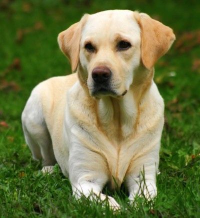 labrador-retriever1.jpg